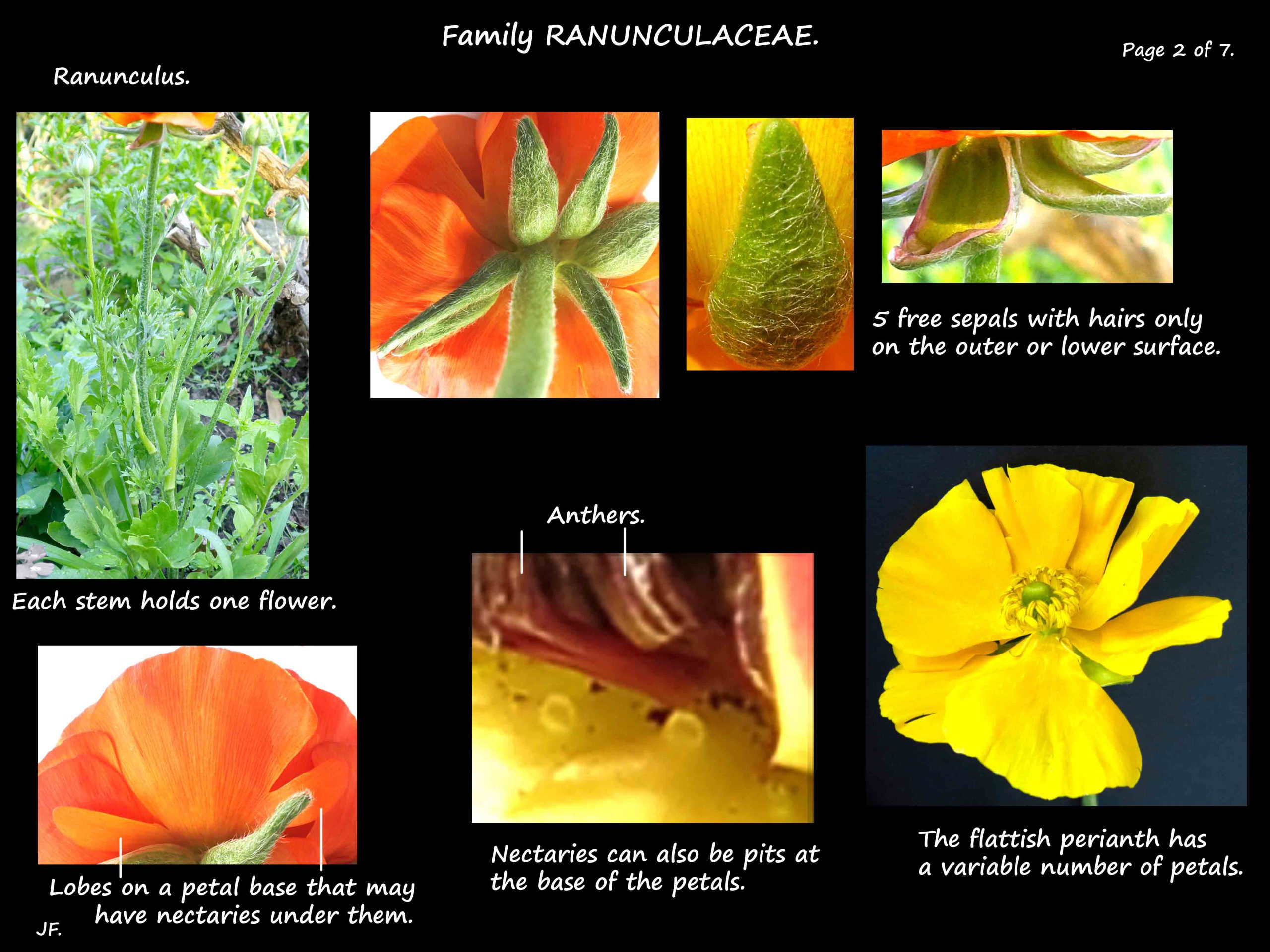 2 Ranunculus flowers